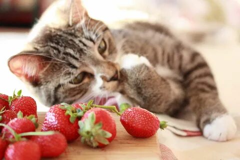 Cat fruits
