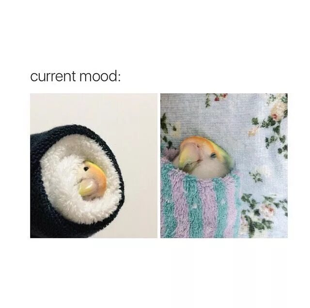Current mood. Current mood memes. current mood перевод. плотный current mood. ауф мем.
