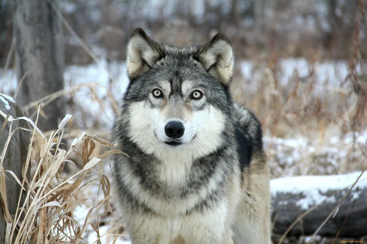 Сибирский Лесной волк. Таёжный волк. Волк серый красивый. Красивый волк.