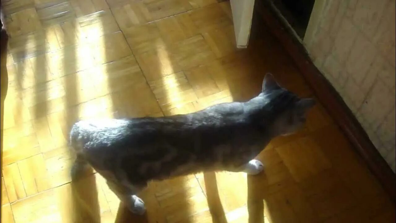 Кошка блюет желчью и не ест. Кошку тошнит. кошка блюет непереваренной пищей. кошка переела корма.