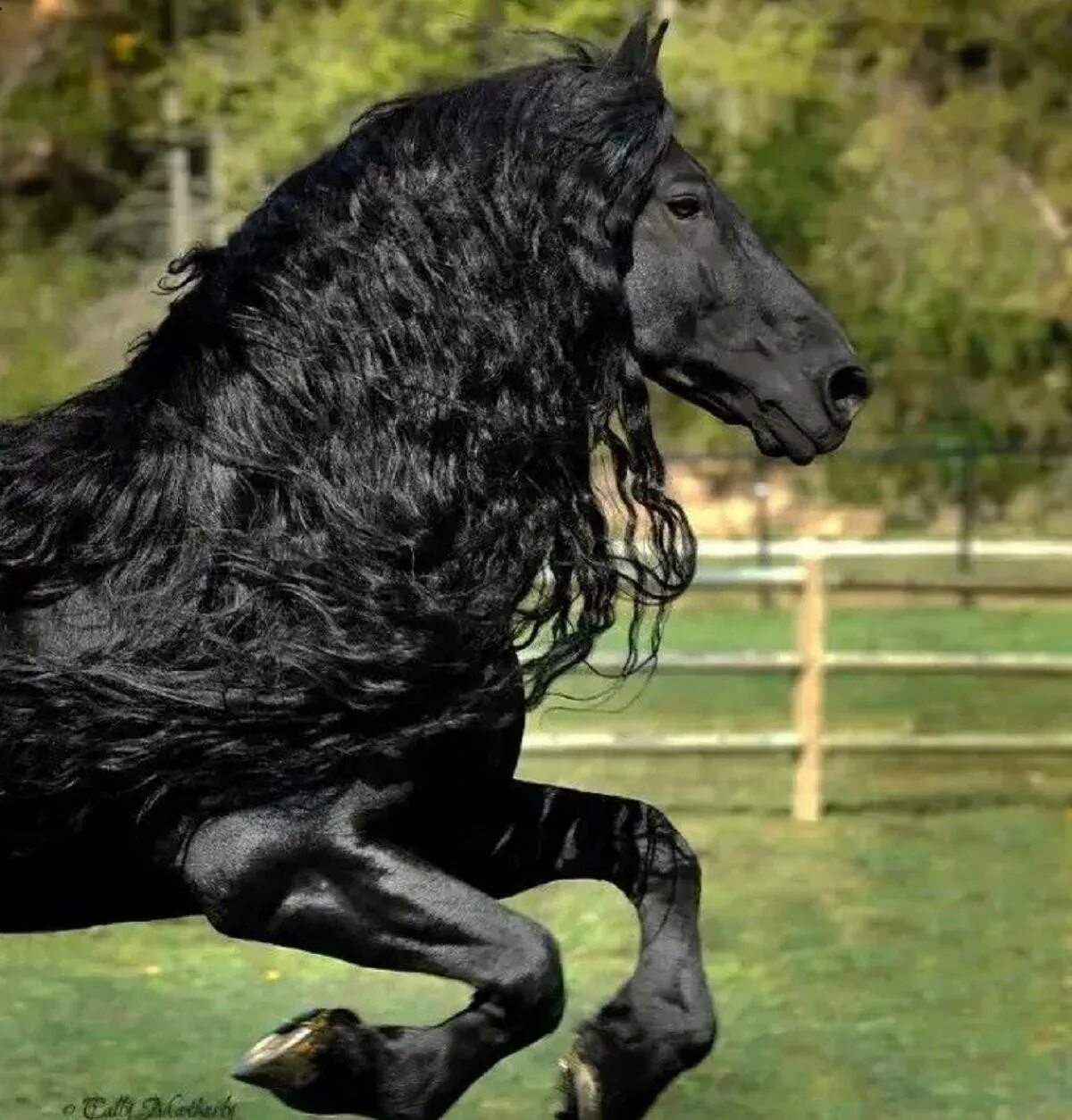 Лошадь породы фриз. Фризский жеребец Фредерик Великий. Фриз Фризская лошадь. Пегая Фризская лошадь.