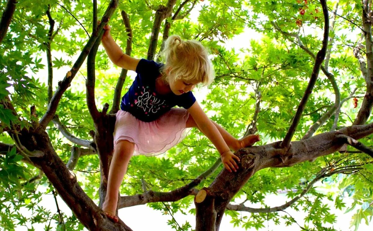 Включи папа на дереве. Лазать по деревьям. Дети лазят по деревьям. Дерево для детей. Лазание по деревьям.