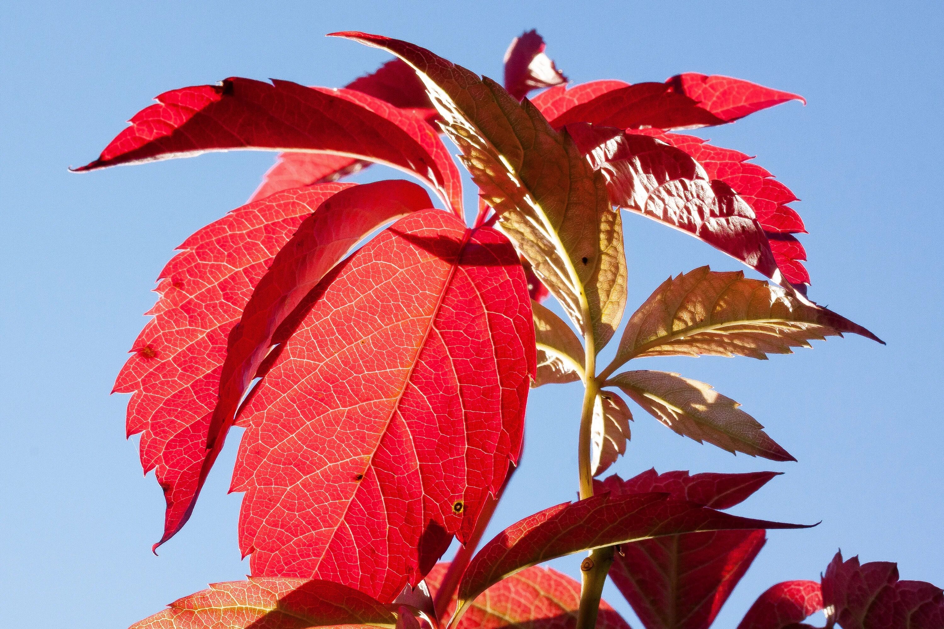 Листья краснеют по краям. Цветок с красными листьями. Растение с красными листочками. Красный лист. Дерево с красными листьями.
