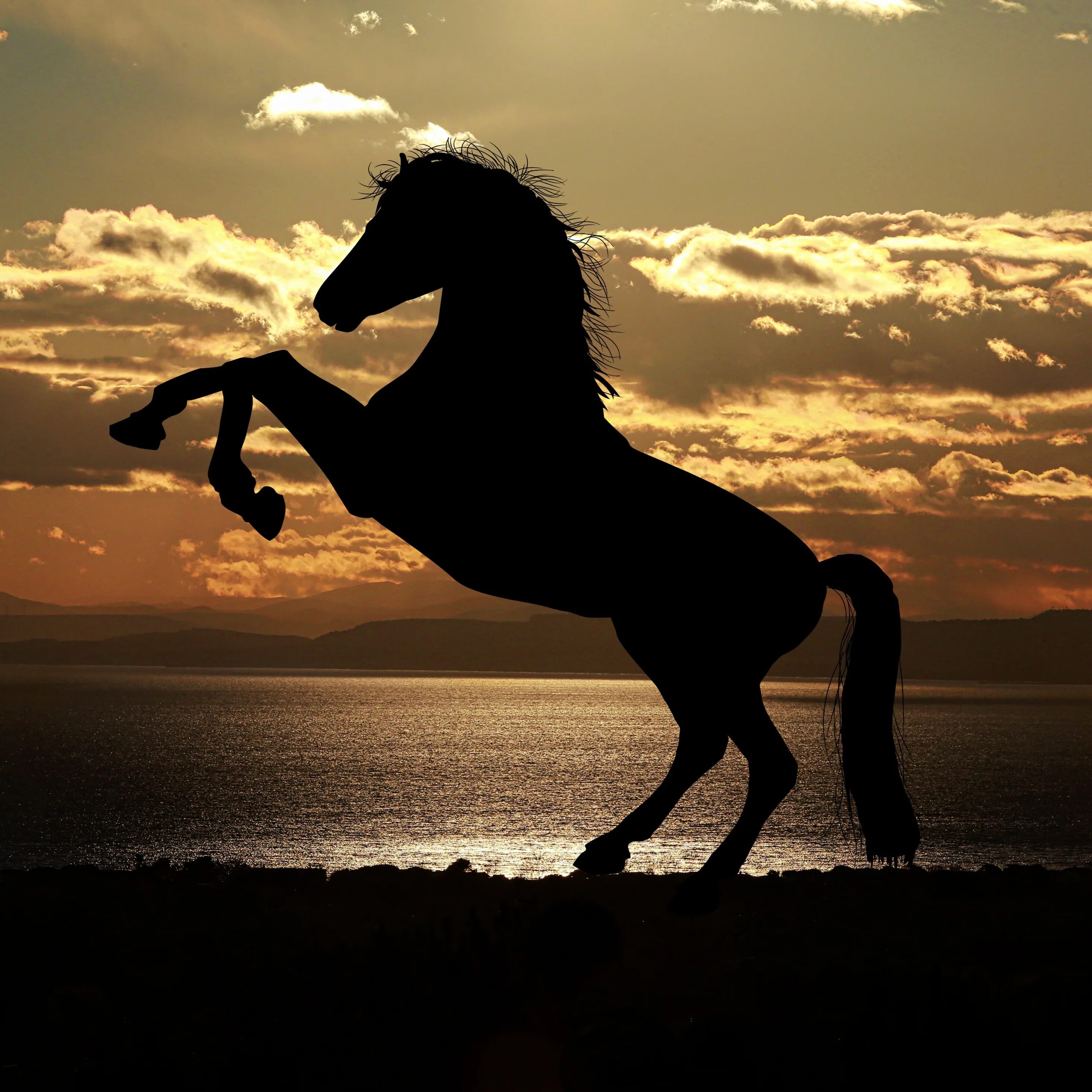 Музыка horses. Лошадь. Тень лошади. Лошадь бежит. Лошадь на дыбах на закате.