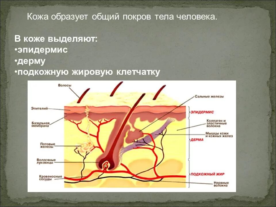 Слой кожи название строение функции. Функции слоев кожи человека. Функции структур кожи. Строение и функции кожи. Строение кожи 8 класс биология.