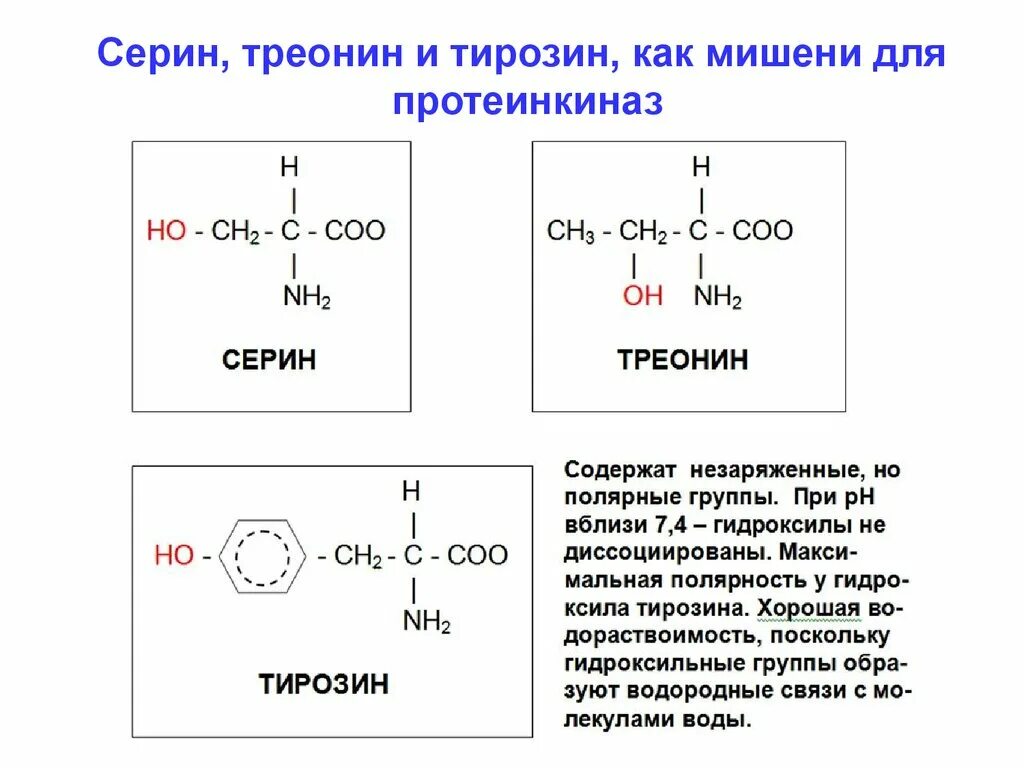 Треонин аминокислота формула. Треонин строение аминокислоты. Серин треонин тирозин. Серин аминокислота формула. Треонин это