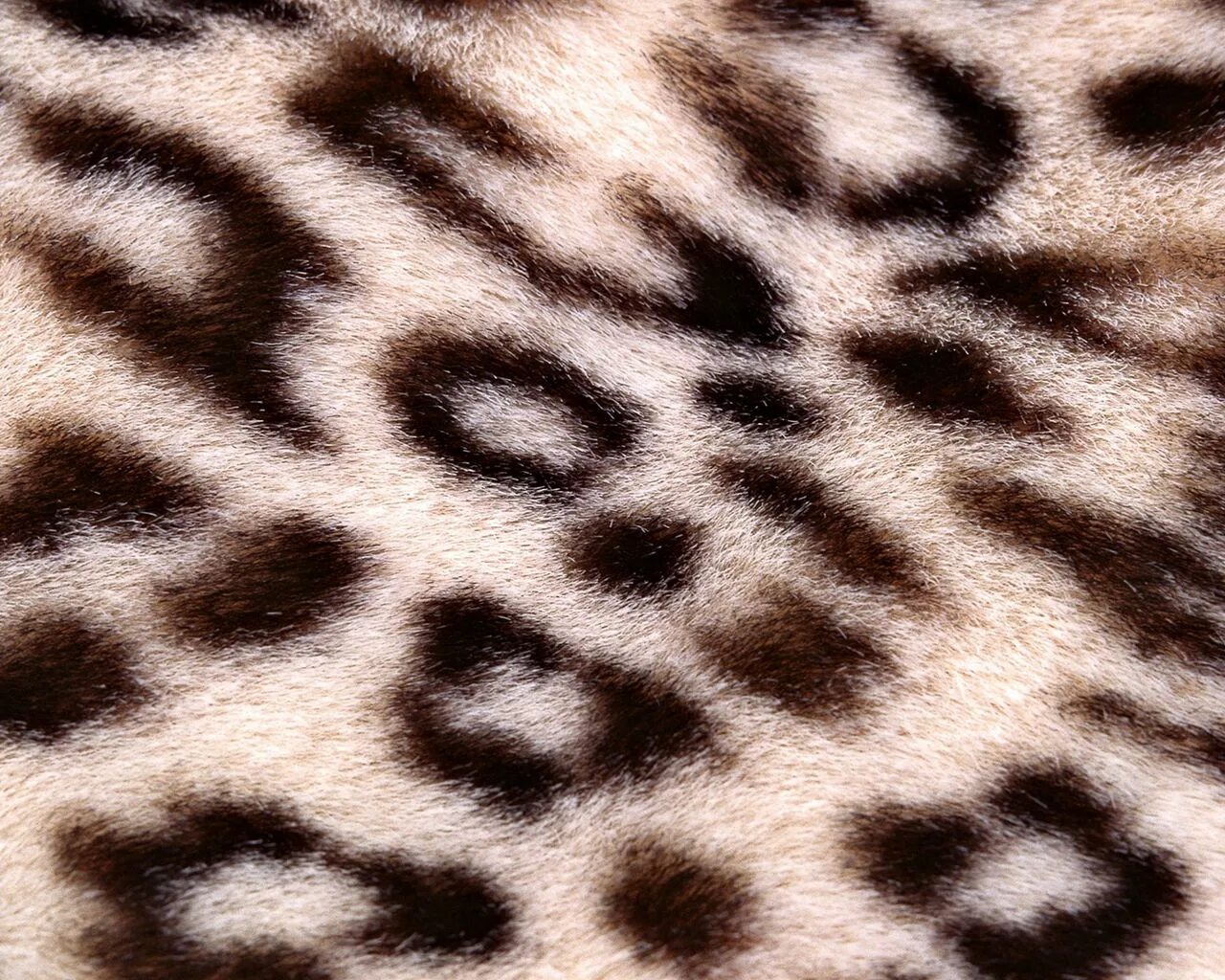 Леопардовый фон. Леопардовая шкура. Леопард текстура. Леопард обои. Пестрая шкура