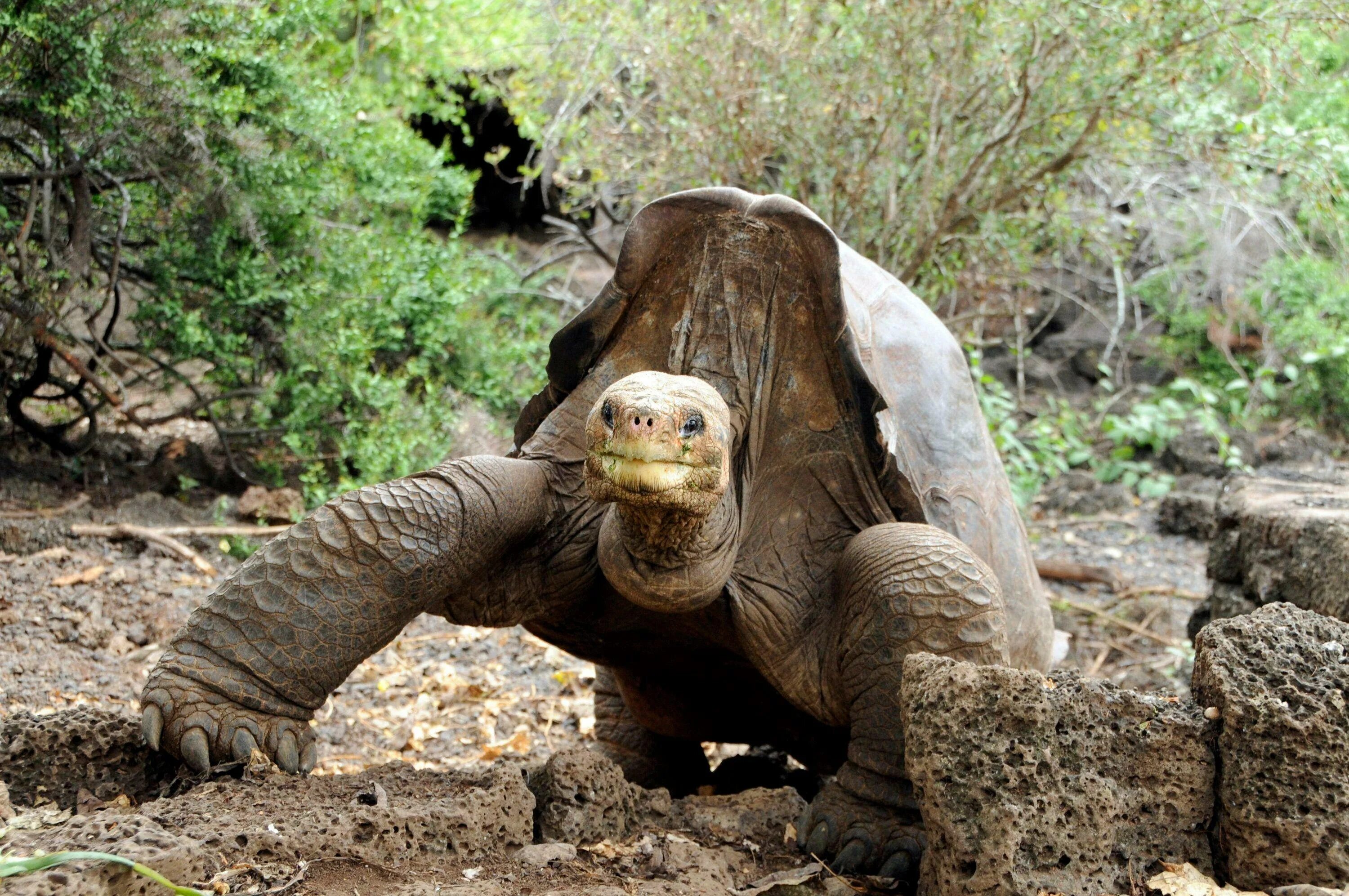 Абингдонская слоновая черепаха. Галапагосская черепаха Джордж. Абингдонская слоновая черепаха одинокий Джордж. Галапагосская черепаха одинокий Джордж. Абингдонские слоновые черепахи