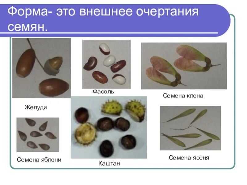 Выберите растения семена которых используют. Формы семян. Семя растения. Формы семян растений. Типы семян по форме.