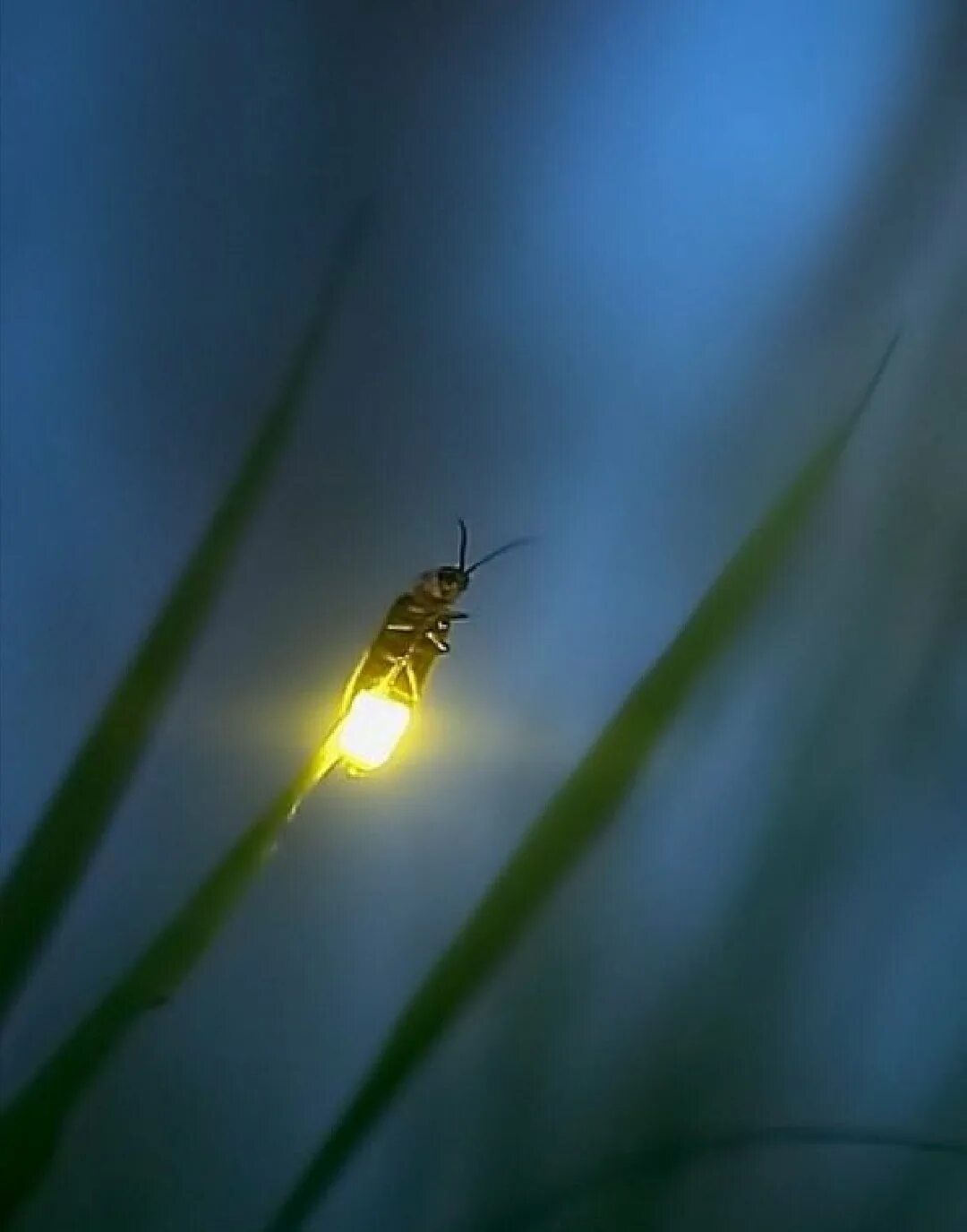 Светличков. Жук светляк. Светлячок насекомое. Лампириды светлячки. Летающие светлячки.