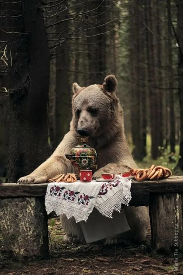 Осторожно с блинами медведь. Медведь за столом. Медведь сиди за столом. Фотосессия с медведем.