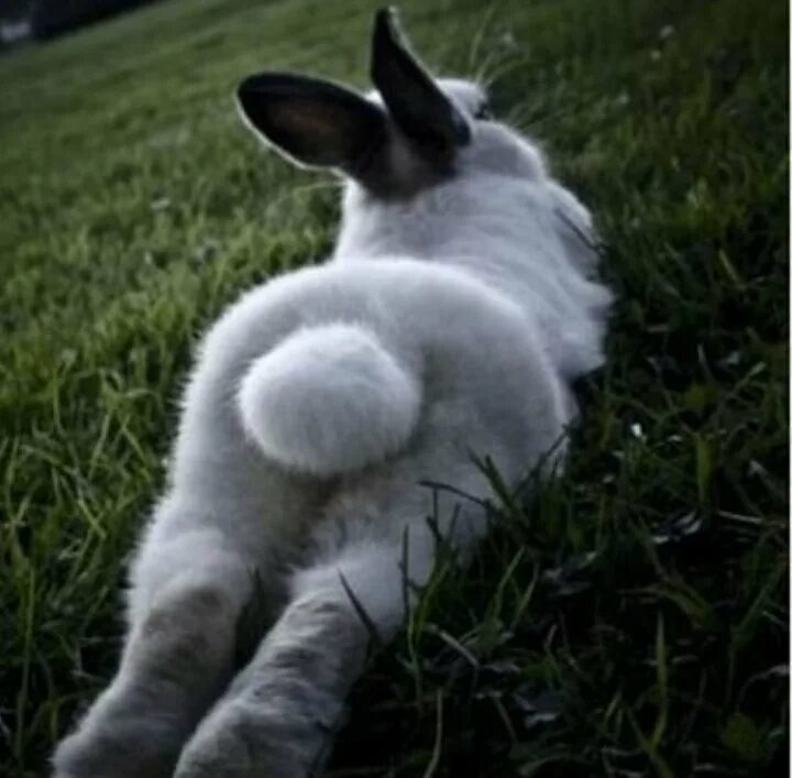 Кролик мем. Заяц Мем. Мемы с кроликами. Кролик с мема.