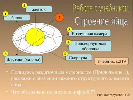 Подскорлуповая оболочка строение
