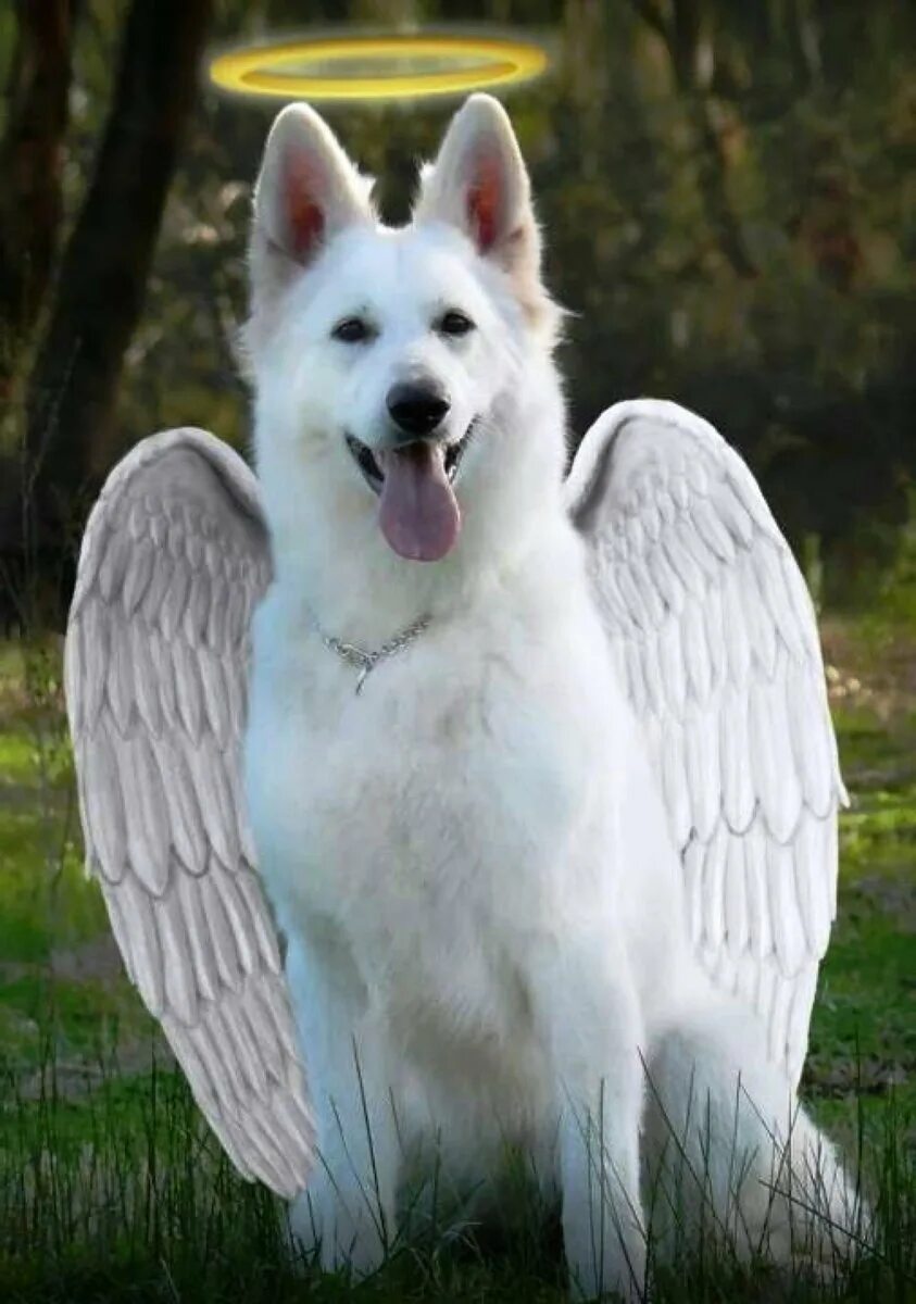 Крылатая собака. Белая швейцарская овчарка. Собака с крыльями. Собака ангел. Собака с крылышками.