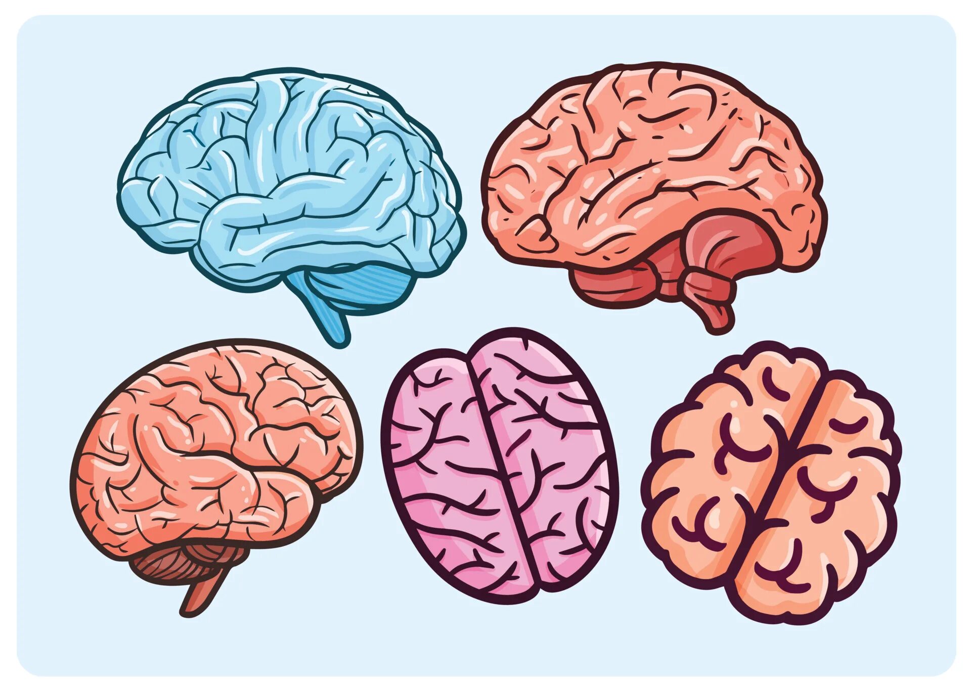 Мозг вектор. Мозг мультяшный стиль. Мозг мультяшный. Мозг в мультяшном стиле.
