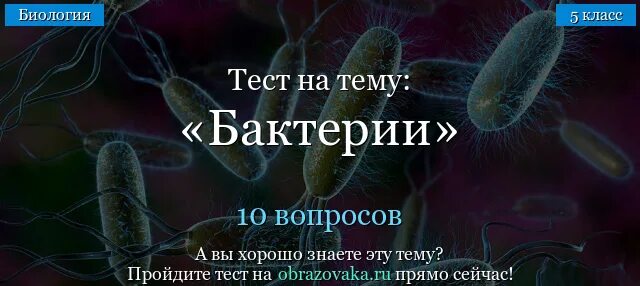 Тест бактерии. Тест на микробы. Бактерии 7 класс биология. Тест по теме бактерии.