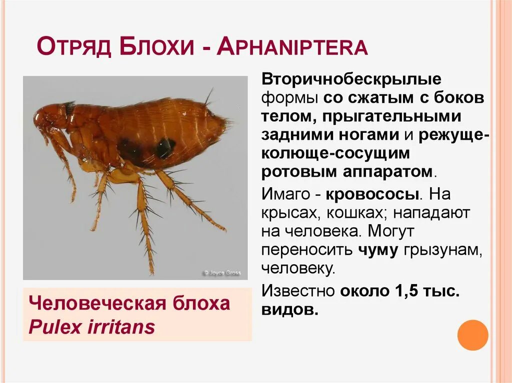 Описание блох