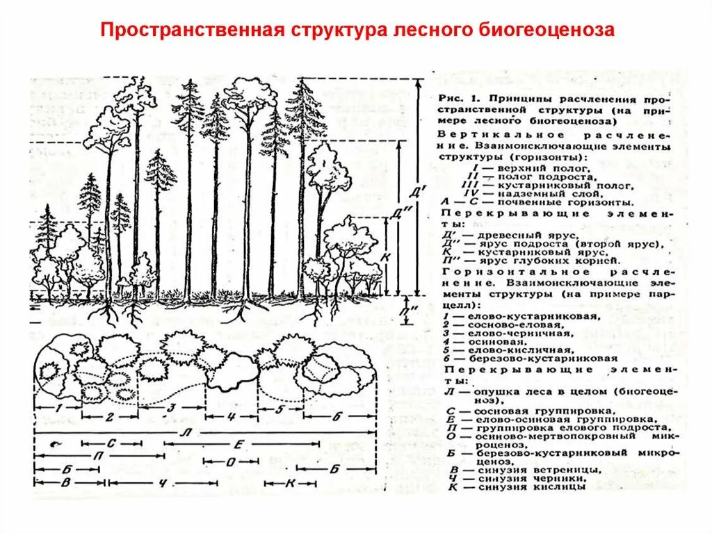 Ярусная структура Лесной экосистемы. Пространственная структура биоценоза тайги. Пространственная структура соснового Бора. Схема ярусное строение лесного биогеоценоза.