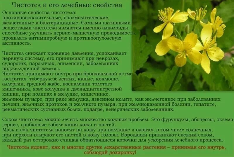 Чистотел лечебные свойства и применение в народной. Чистотел лекарственный. чистотел применяется при. чистотел лечебные свойства. чистотел растение в онкологии.