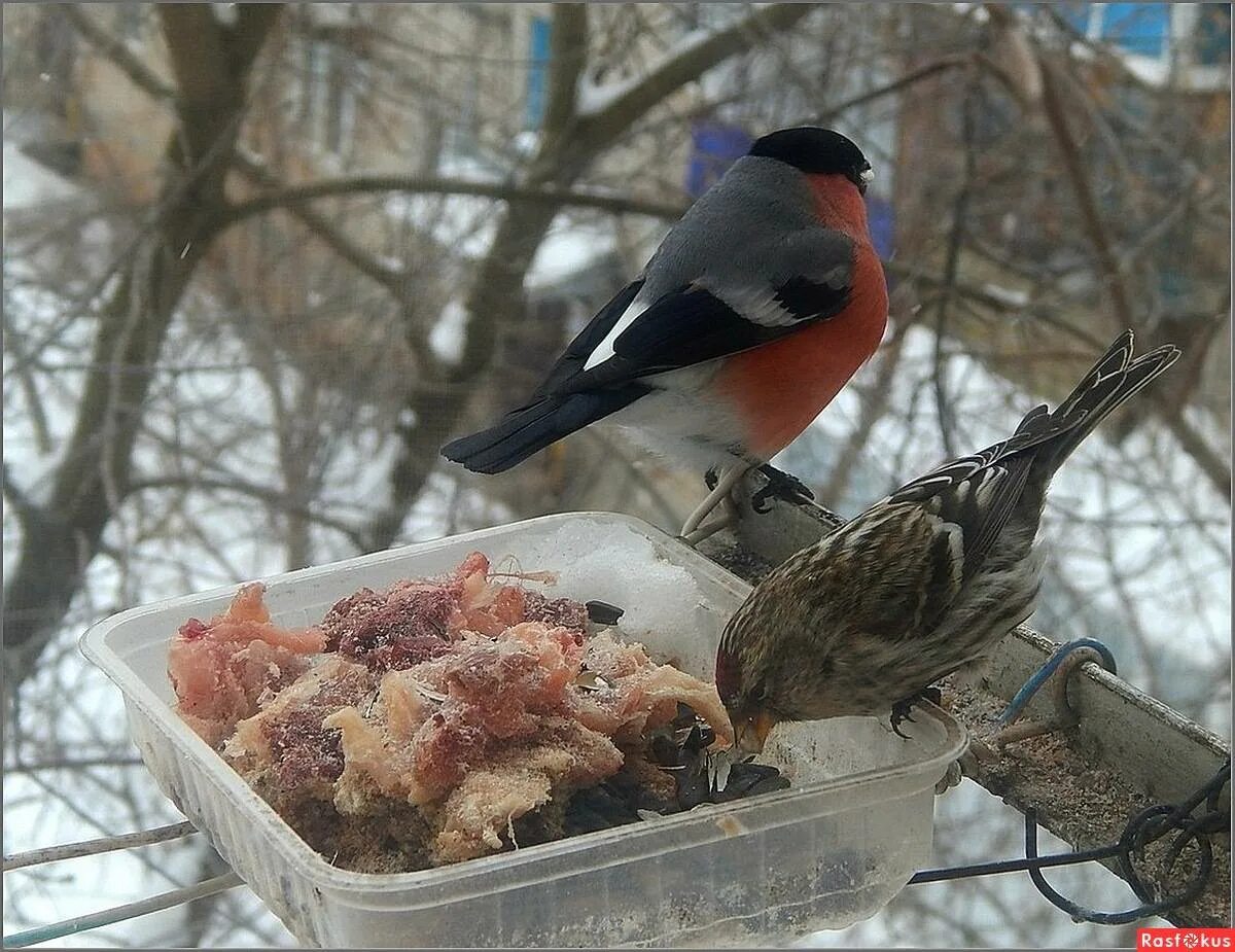 Сойка и белка. Сойка и птички в кормушке. Кормушка для птиц. Кормушка для свиристелей. Снегирь домашний.