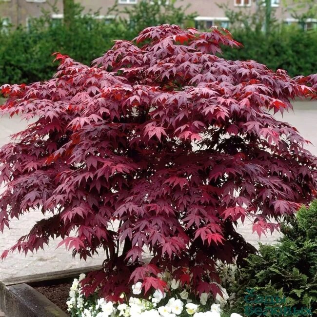 Клен асер. Клен acer palmatum atropurpureum. клен дланевидный atropurpureum. клён веерный атропурпуреум acer palmatum atropurpureum. клен веерный бладгуд.