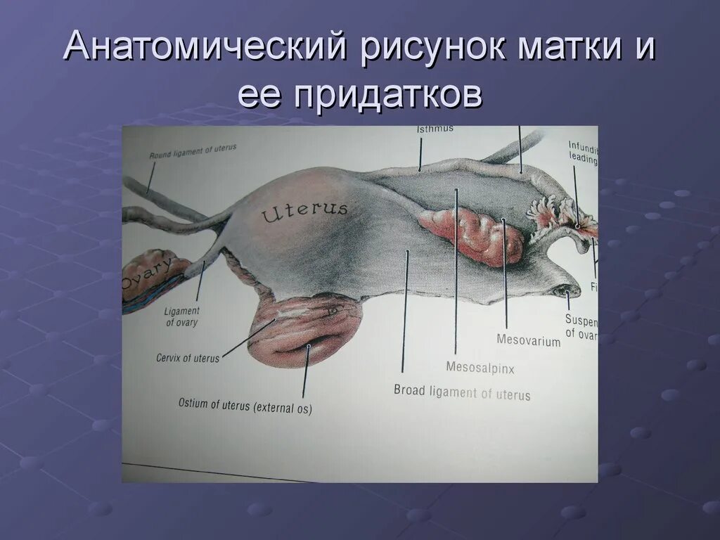 Женская половая труба. Яичник маточная труба и матка. Матка строение анатомия придатки. Матка маточные трубы и яичники рисунок анатомия. Расположение яичников и труб.