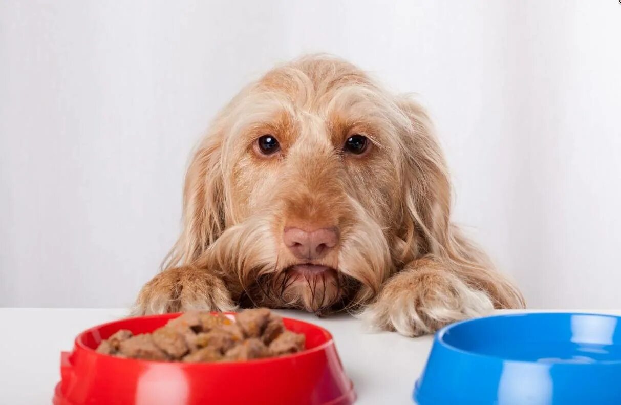 Собака отказывается от еды и воды. Собака ждет еду. Потеря аппетита у животных. Специи для собак.