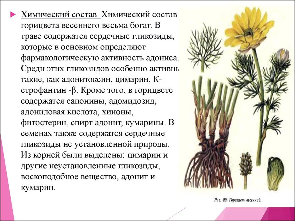 Какие растения содержат