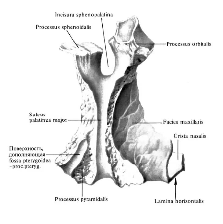 Небная кость (os palatinum). Небная кость горизонтальная пластинка. Небная кость анатомия в черепе. Небная кость на латыни. Небная кость на латыни.