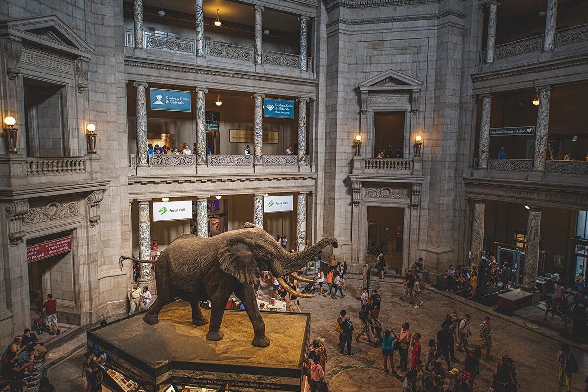 The museum had. Национальный музей естественной истории (Вашингтон). Смитсоновский музей в Вашингтоне. Смитсоновский музей Нью-Йорк. Национальный музей США В Вашингтоне.