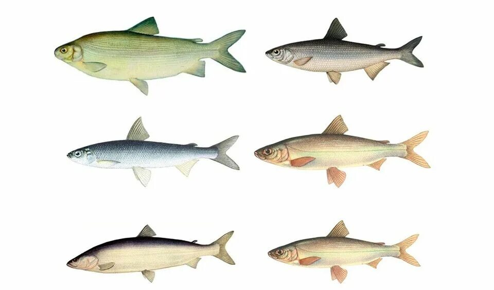 Якут рыба. Рыбы Якутии. Рыба в реках Якутии. Якутская рыба. Рыбы обитающие в Якутии.
