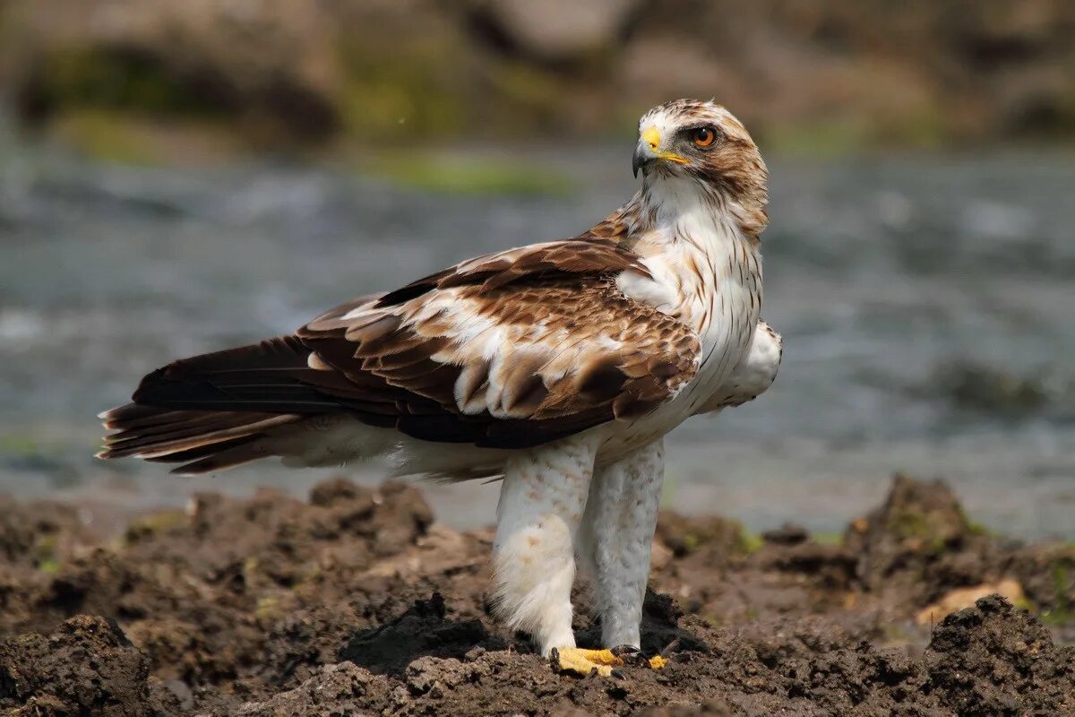 Орёл-карлик Hieraaetus pennatus. Орёл-карлик (Aquila pennata). Орел-карлик (лат. Hieraaetus pennatus). Hieraaetus pennatus milvoides - Орел-карлик. Крупная птица семейства