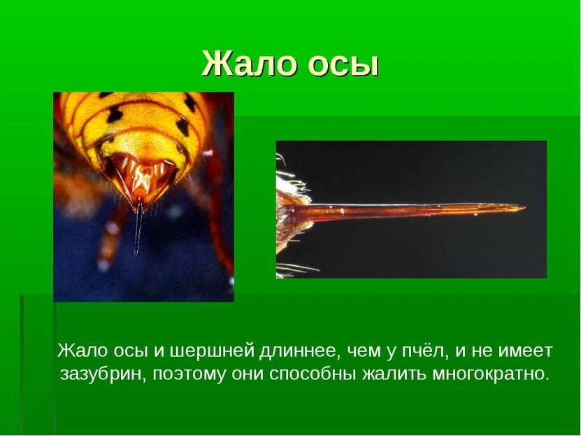 Информация об осе