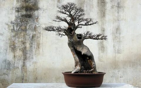 Бонсай обои.