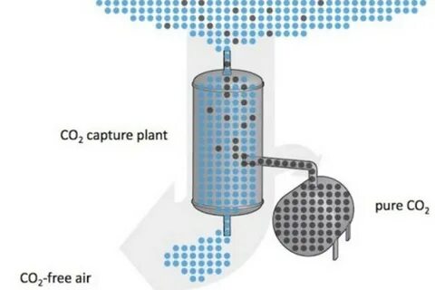 Очищают воздух от углекислого газа