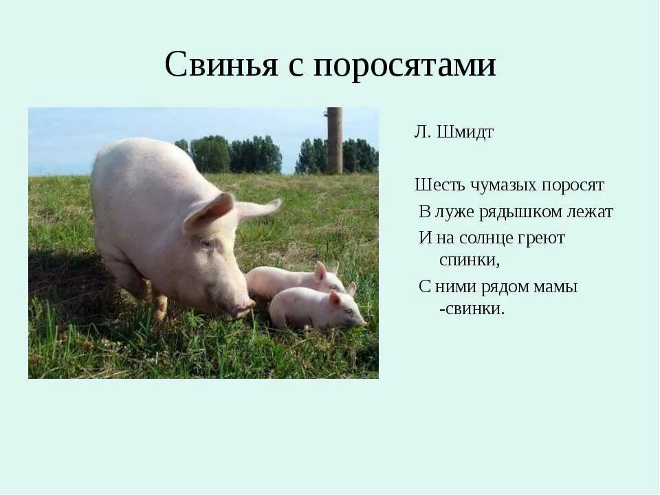 Сообщение про свинью. Информация о свинье. доклад про свинью. проект о свинье. свинья для презентации.