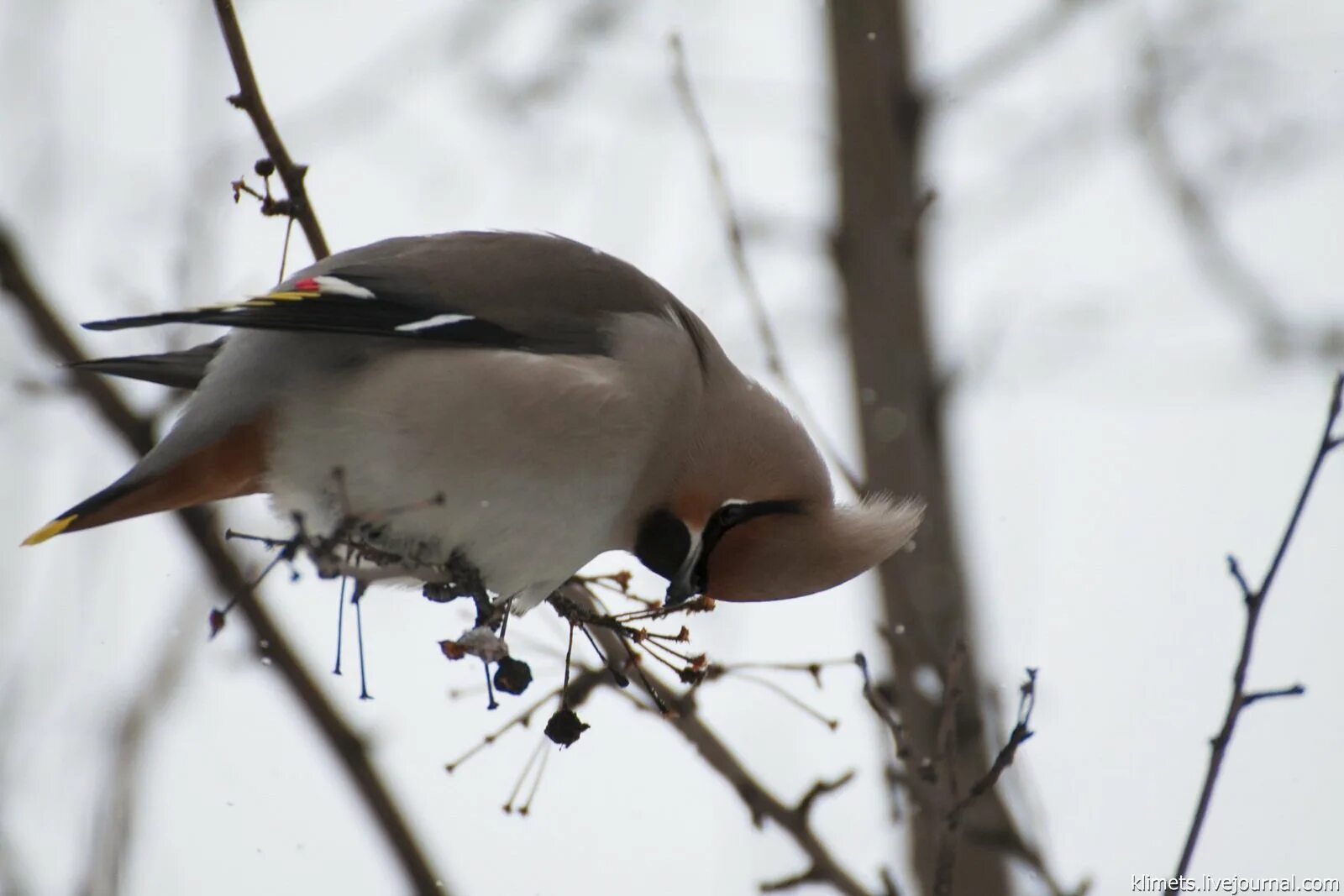 хохлатая свиристель. хохлатая свиристель. свиристель на белом фоне. птицы с хохолком на голове в ленинградской. птицы с хохолком на голове в ленинградской.