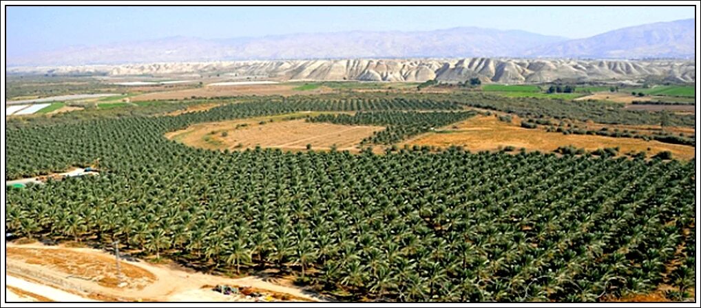 Финиковая плантация. Финиковые плантации ОАЭ. Аль-Айн - финиковая плантация. Финиковая Пальма в Саудовской Аравии. Финиковый сад в Саудовской Аравии.