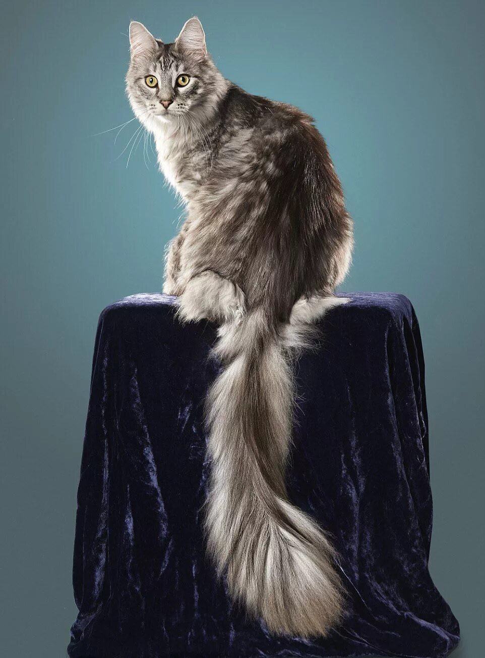 Длинная кошка порода. Мейн-кун. Кот Сигнус с самым длинным хвостом. Сигнус кот порода. Хвост Мейн куна.