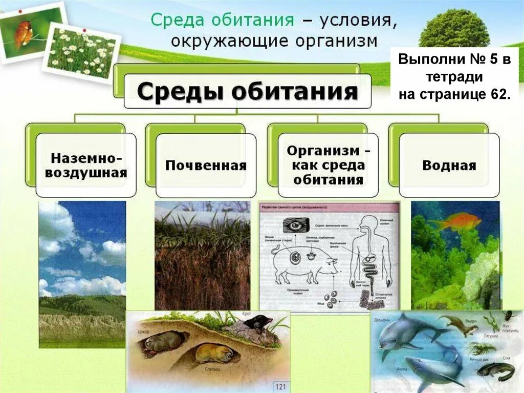 Среда обитания. Среда. Среды обитания организмов. Среда обитания виды. Где наибольшее количество живых организмов