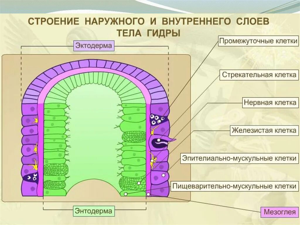 Состоят из 1 слоя клеток. Строение внутреннего слоя клеток эктодермы гидры. Строение наружного слоя клеток эктодерма. Строение наружного слоя клеток эктодермы гидры. Строение гидры 2 слоя клеток.