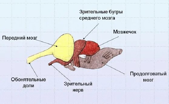 Зрительные Бугры мозга пресмыкающихся. Продолговатый мозг ящерицы. Головной мозг рептилий состоит из отделов. Карточка головной мозг рептилий.