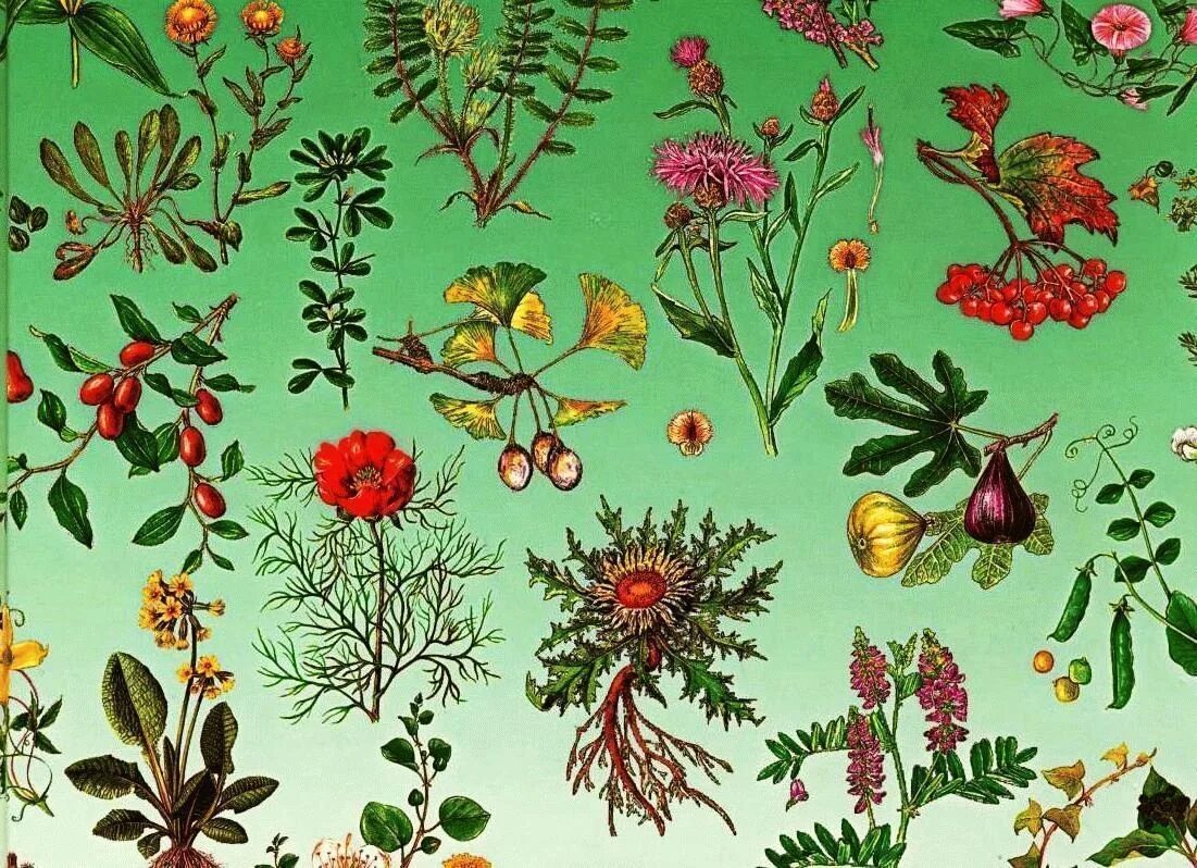 Гербарий "ядовитые растения" Узбекистана. Растения иллюстрации. Разные растения. Лекарственные растения иллюстрации.