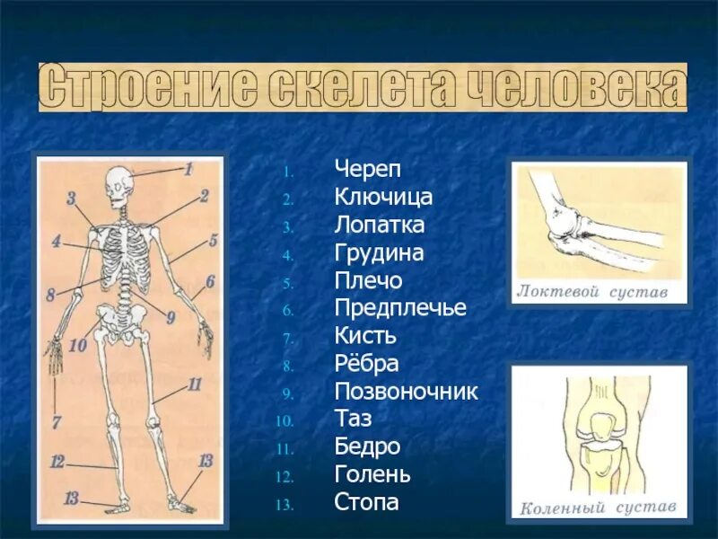 Скелет человека предплечье. Скелет плеча и предплечья. Кисть предплечье плечо ключица. Строение тела человека плечо предплечье.