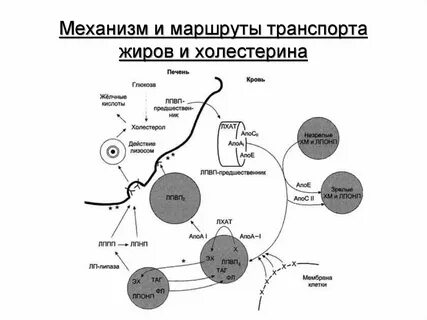 Образование холестерина в печени