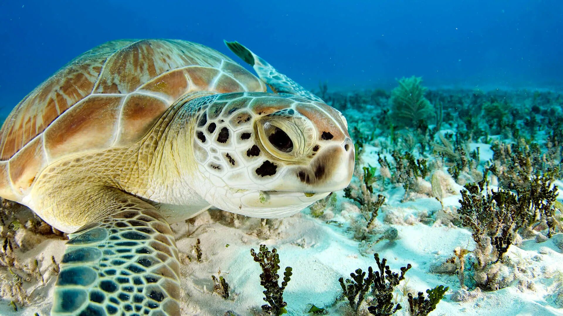 Рифовая морская черепаха. Зеленая морская черепаха ареал. Морская черепаха и Черепашата. Eretmochelys imbricata (бисса, настоящая Каретта).