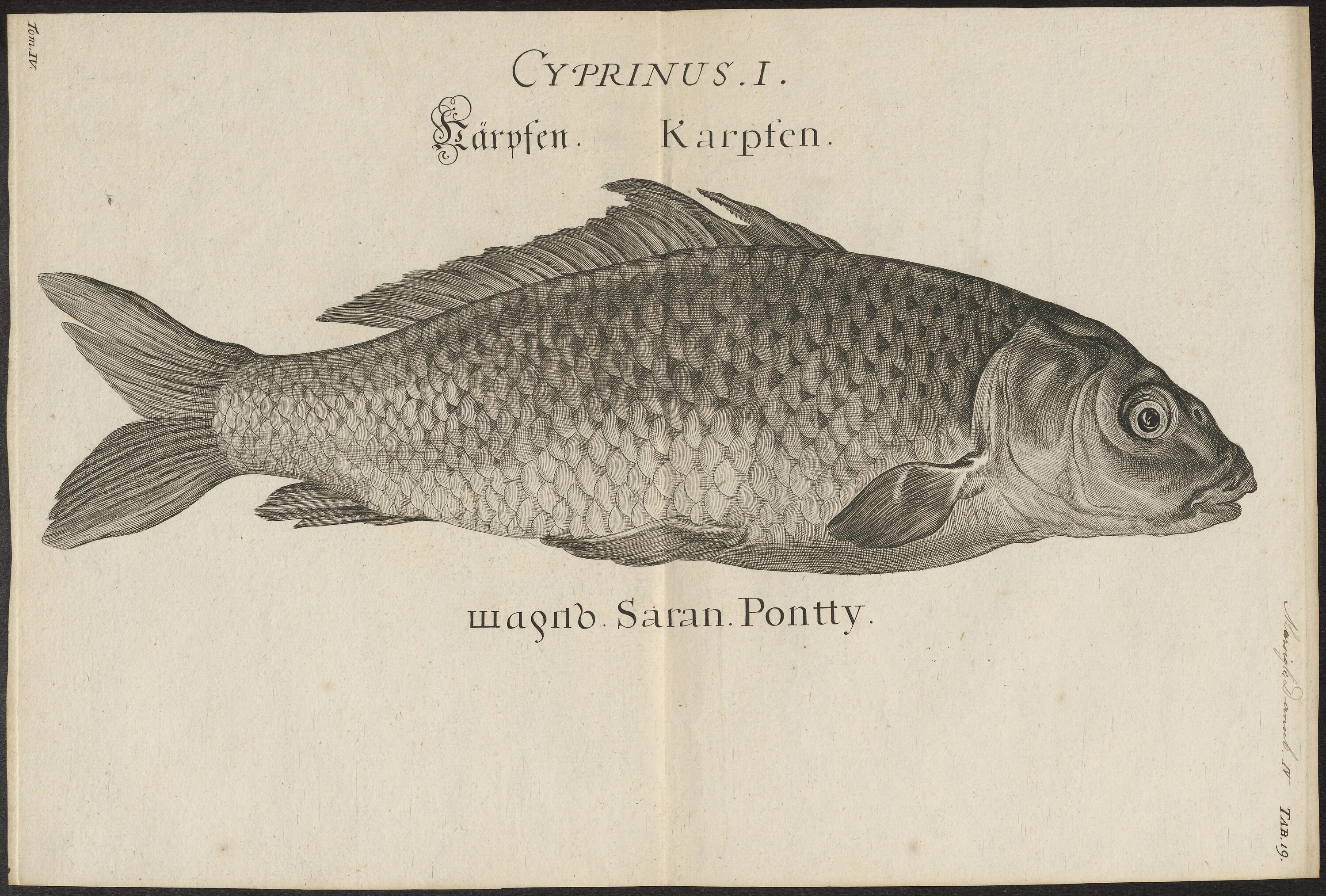 карп презентация. серебряный карп без фона. рыба карп с названием для детей.