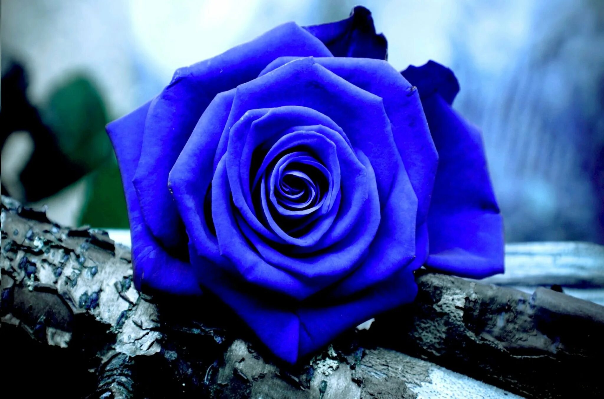 Синий самый любимый цвет. Красивые розы.