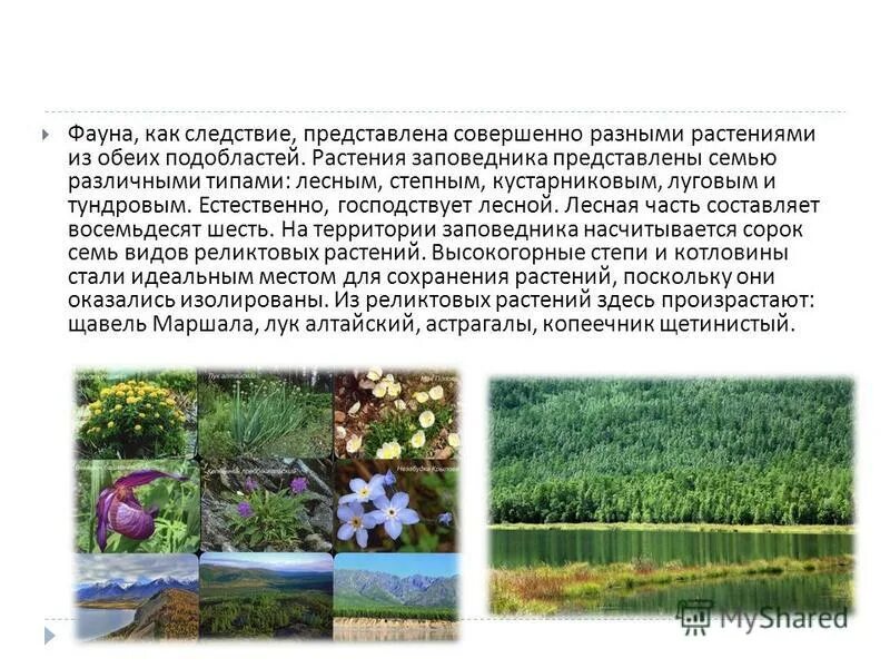 разновидности степной кустарной растительности. венерин башмачок настоящий. багульник цветы багульник. желтые цветы горного алтая. кандык сибирский салаир.