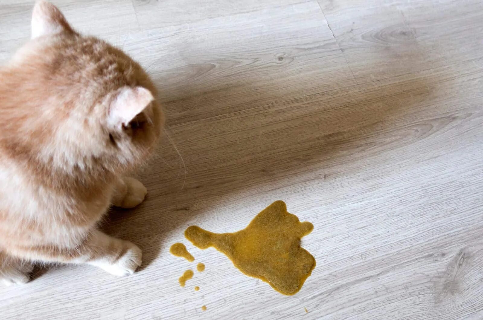 Cat Vomiting Clear Liquid And Diarrhea Best Sale istgeodez.com
